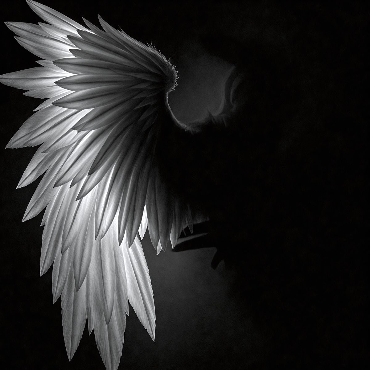 9228 - the-angel-and-the-shadow-a-luminous-angel-wing-contra_250708093049_00001.png